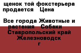 щенок той-фокстерьера продается › Цена ­ 25 000 - Все города Животные и растения » Собаки   . Ставропольский край,Железноводск г.